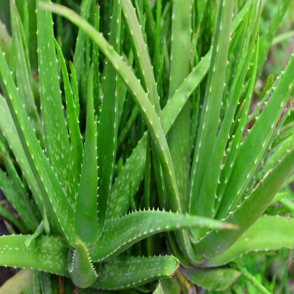 Aloe Ghritkumari - Sukhayu Ayurved Hospital